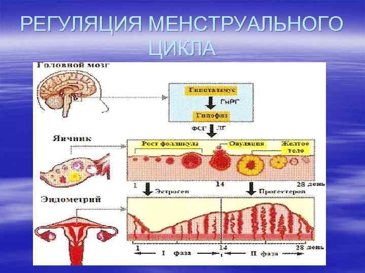 Презентация на тему менструационный цикл и регуляция