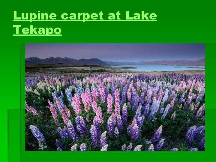 Lupine carpet at Lake Tekapo 