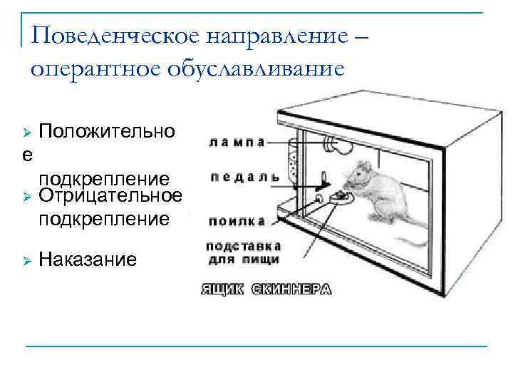 Поведенческое направление – оперантное обуславливание Ø Положительно е подкрепление Ø Отрицательное подкрепление Ø Наказание