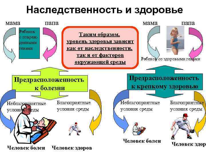 Наследственность и здоровье мама папа Ребенок с поврежденными генами мама Таким образом, уровень здоровья