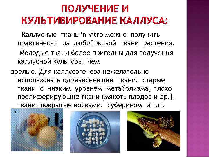 Культивирование клеток и тканей растений