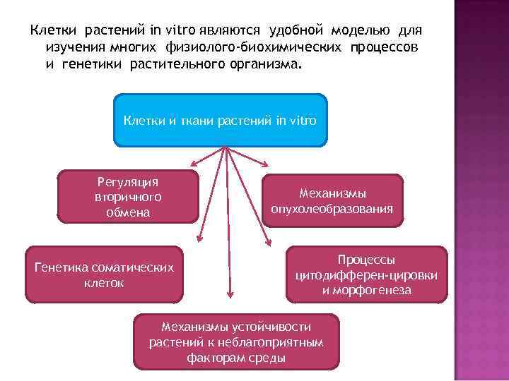 Клетки растений in vitro являются удобной моделью для изучения многих физиолого-биохимических процессов и генетики