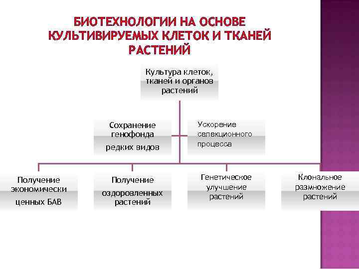 БИОТЕХНОЛОГИИ НА ОСНОВЕ КУЛЬТИВИРУЕМЫХ КЛЕТОК И ТКАНЕЙ РАСТЕНИЙ Культура клеток, тканей и органов растений