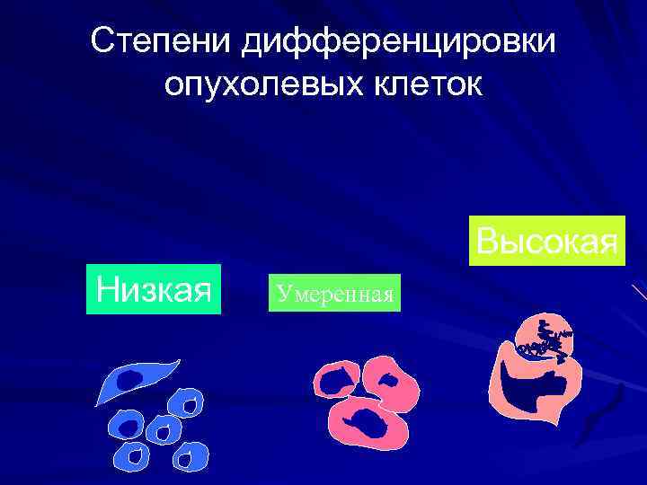 Степени дифференцировки опухолевых клеток Высокая Низкая Умеренная 