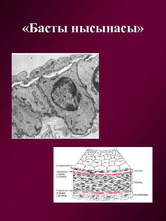  «Басты нысынасы» 
