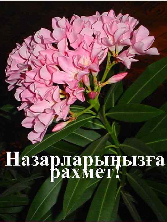 Назарларыңызға рахмет! 