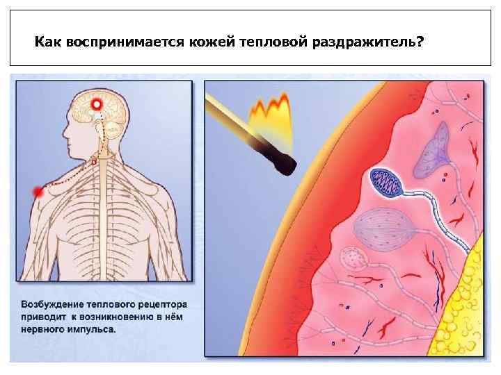 Как воспринимается кожей тепловой раздражитель? 