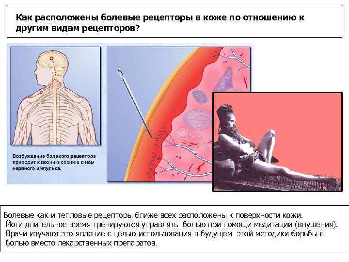 Как расположены болевые рецепторы в коже по отношению к другим видам рецепторов? Болевые как