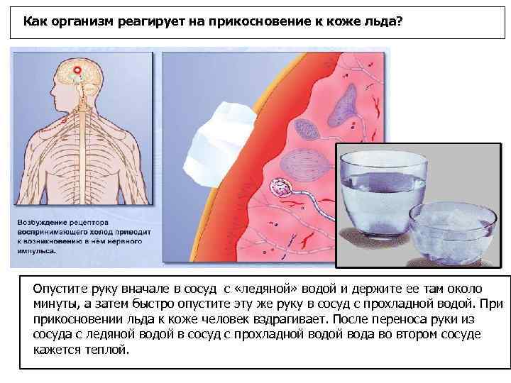 Реакция кожи человека на прикосновения. Как организм реагирует на жару. Как организм человека реагирует на холод. Как реагирует организм. Вода как реагирует на организмы.