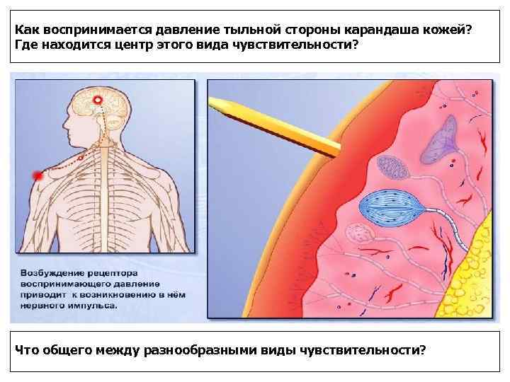 Как воспринимается давление тыльной стороны карандаша кожей? Где находится центр этого вида чувствительности? Что