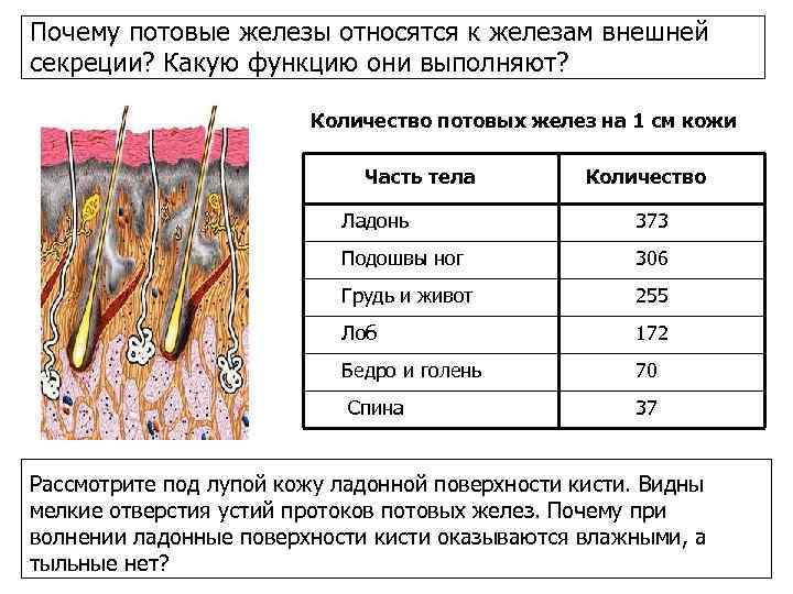 Почему потовые железы относятся к железам внешней секреции? Какую функцию они выполняют? Количество потовых