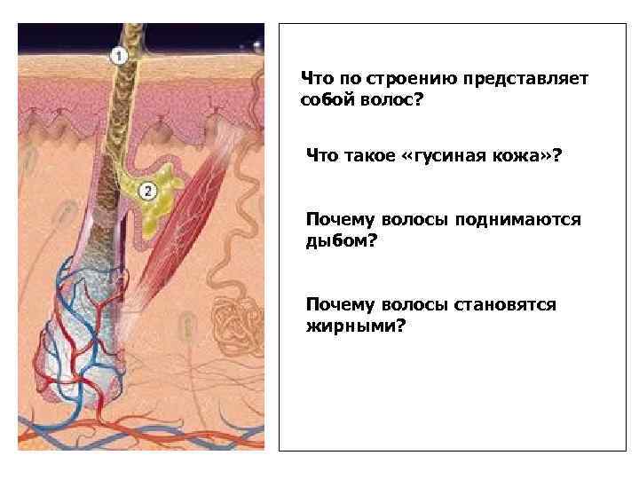 Что по строению представляет собой волос? Что такое «гусиная кожа» ? Почему волосы поднимаются