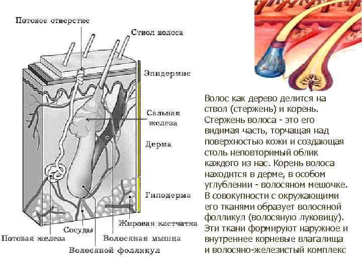 Волос как дерево делится на ствол (стержень) и корень. Стержень волоса - это его