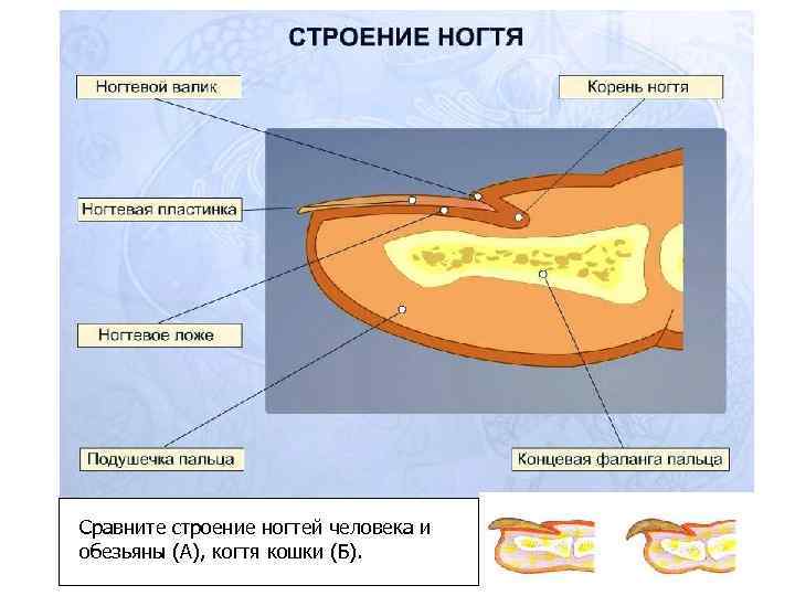 Сравните строение ногтей человека и обезьяны (А), когтя кошки (Б). А Б 