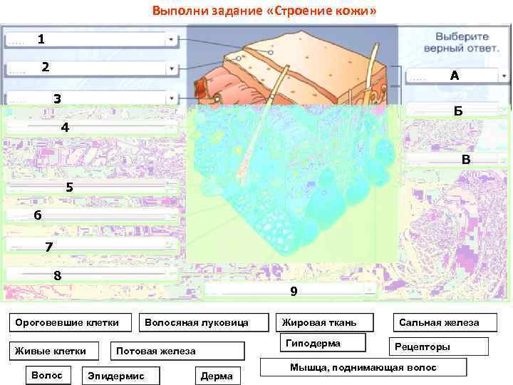 Выполни задание «Строение кожи» 1 2 А 3 Б 4 В 5 6 7