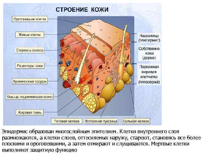 Эпидермис образован многослойным эпителием. Клетки внутреннего слоя размножаются, а клетки слоев, оттесняемых наружу, стареют,