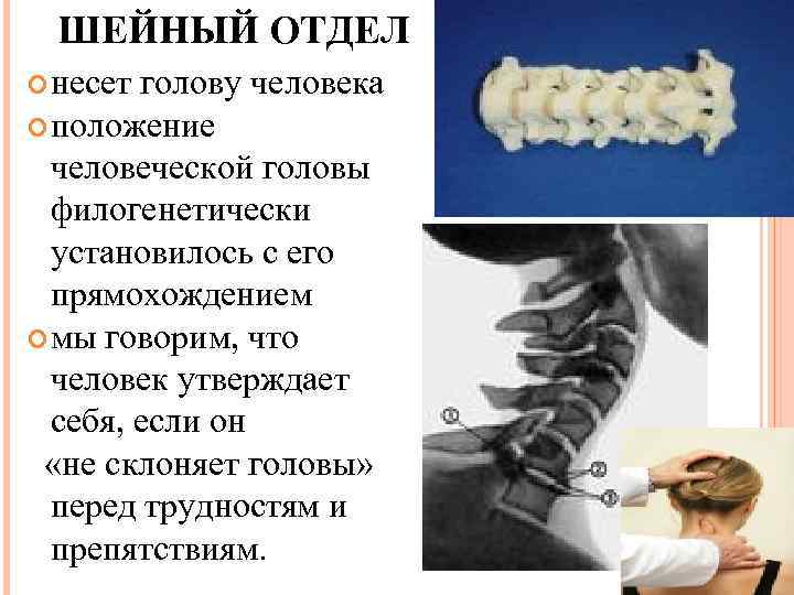 ШЕЙНЫЙ ОТДЕЛ несет голову человека положение человеческой головы филогенетически установилось с его прямохождением мы