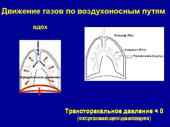 Движение газов по воздухоносным путям вдох Отрицательное давление Трансторакальное давление = 0 < (отсутствие