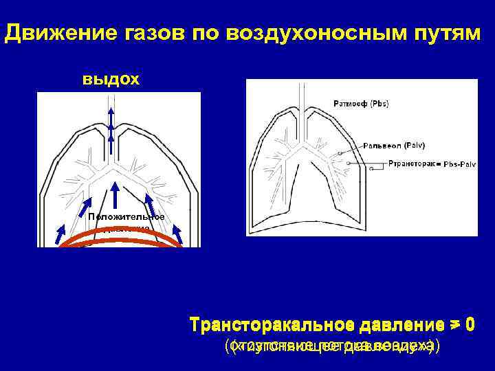 Движение газов по воздухоносным путям выдох Положительное Отрицательное давление Трансторакальное давление = 0 >