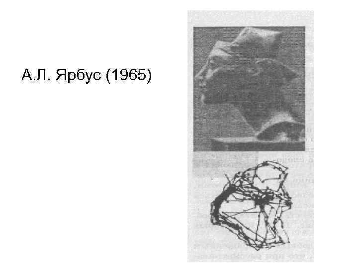 А. Л. Ярбус (1965) 