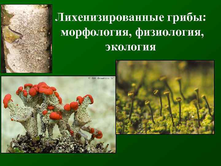 Лихенизированные грибы: морфология, физиология, экология 