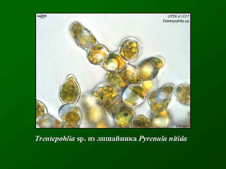 Trentepohlia sp. из лишайника Pyrenula nitida 