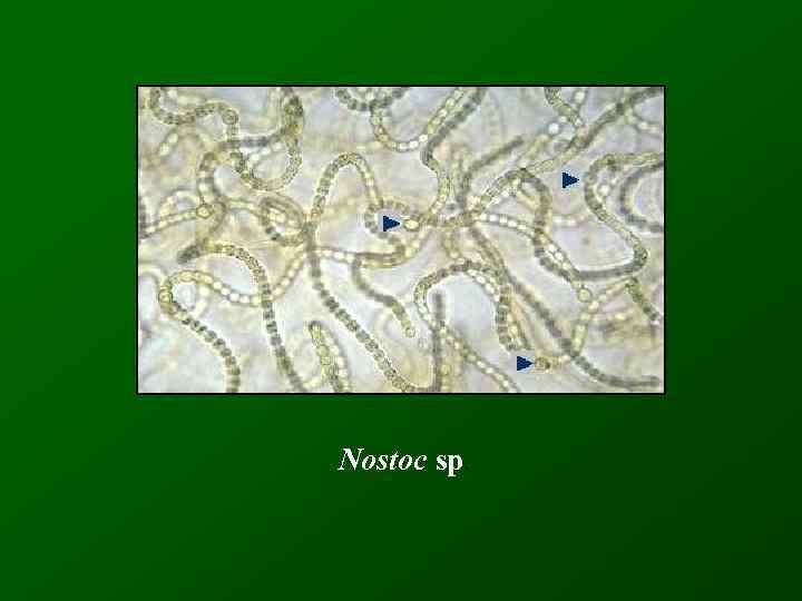 Nostoc sp. 