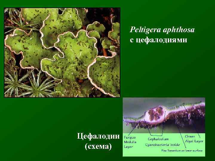 Peltigera aphthosa с цефалодиями Цефалодии (схема) 