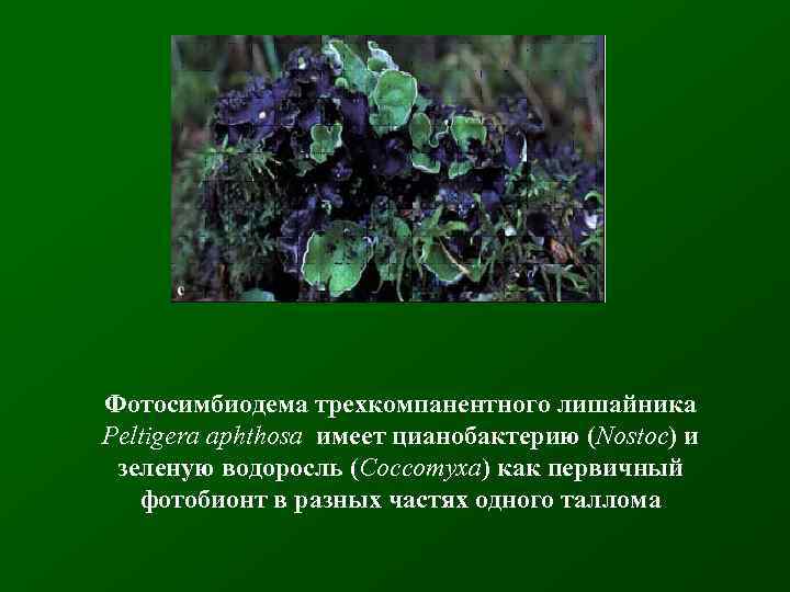 Фотосимбиодема трехкомпанентного лишайника Peltigera aphthosa имеет цианобактерию (Nostoc) и зеленую водоросль (Coccomyxa) как первичный