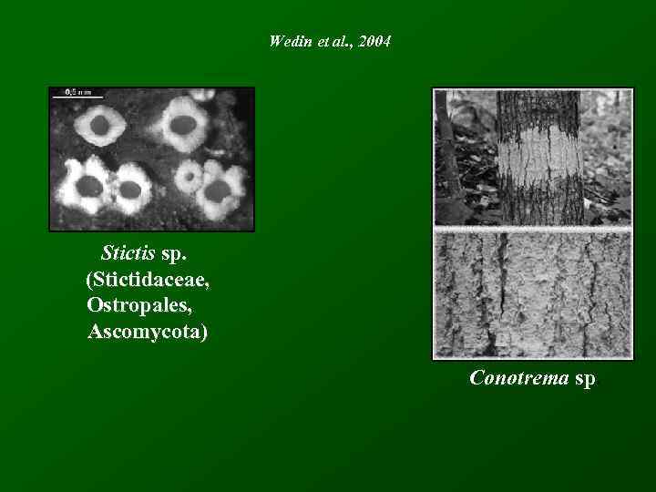 Wedin et al. , 2004 Stictis sp. (Stictidaceae, Ostropales, Ascomycota) Conotrema sp. 