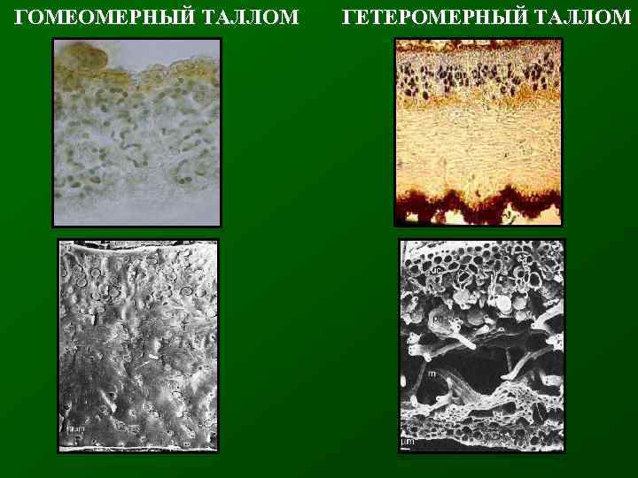 ГОМЕОМЕРНЫЙ ТАЛЛОМ ГЕТЕРОМЕРНЫЙ ТАЛЛОМ 