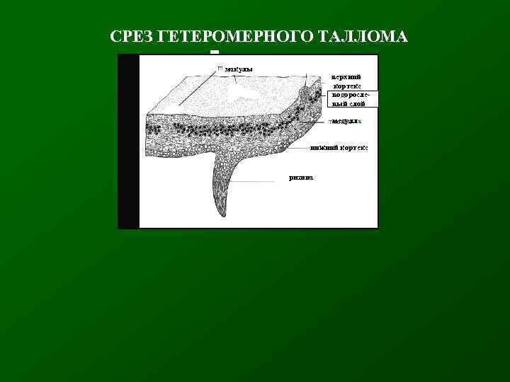 СРЕЗ ГЕТЕРОМЕРНОГО ТАЛЛОМА макулы вверхний е кортекс рводоросле- вый слой медулла нижний кортекс ризина