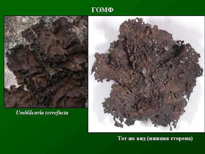 ГОМФ Umbilicaria torrefacta Тот же вид (нижняя сторона) 