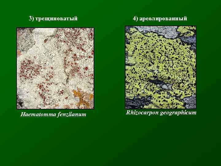 3) трещиноватый 4) ареолированный Haematomma fenzlianum Rhizocarpon geographicum 