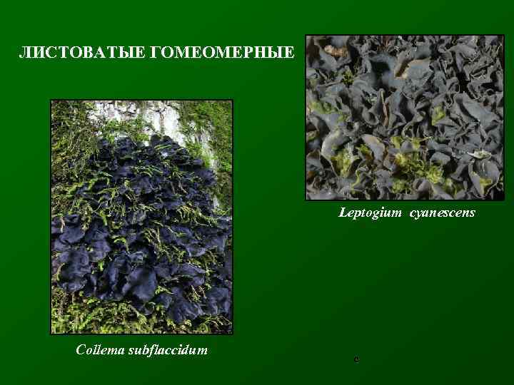 ЛИСТОВАТЫЕ ГОМЕОМЕРНЫЕ Leptogium cyanescens Collema subflaccidum c 
