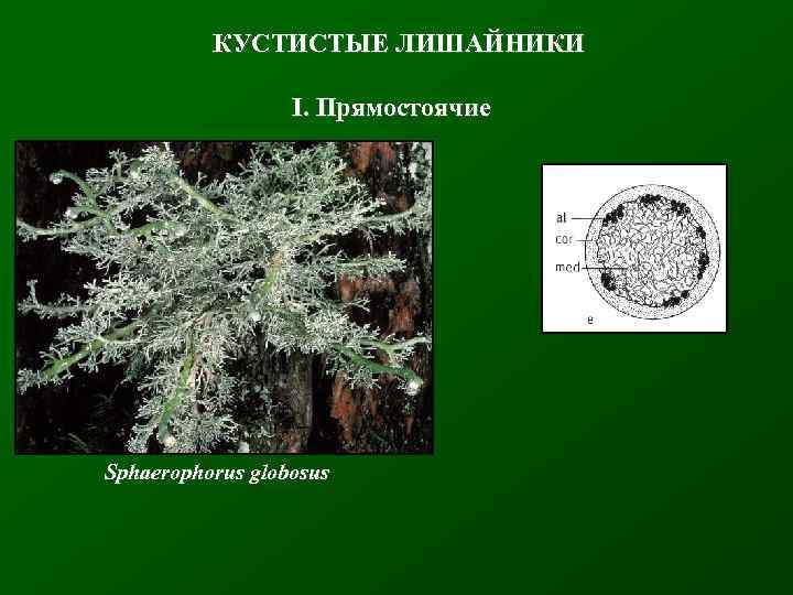 КУСТИСТЫЕ ЛИШАЙНИКИ I. Прямостоячие Sphaerophorus globosus 