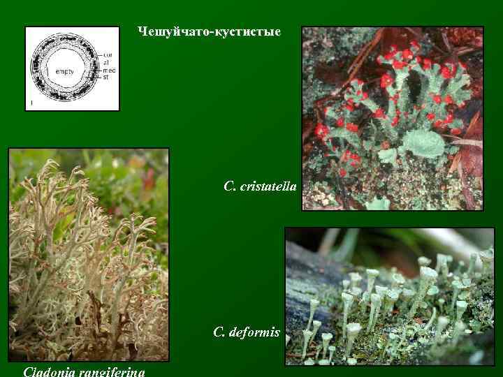 Чешуйчато-кустистые C. cristatella C. deformis Cladonia rangiferina 