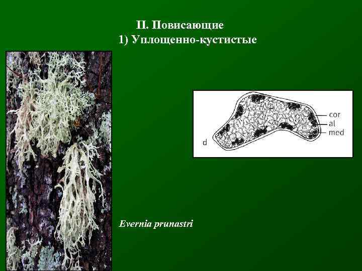 II. Повисающие 1) Уплощенно-кустистые Evernia prunastri 