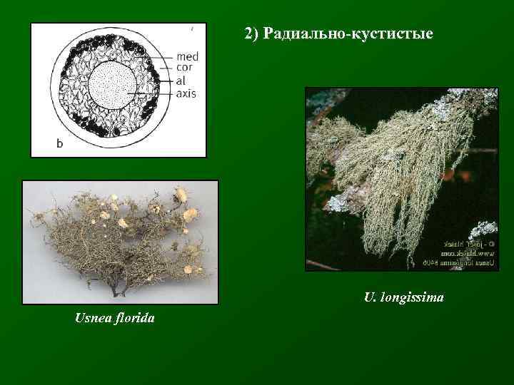 2) Радиально-кустистые U. longissima Usnea florida 