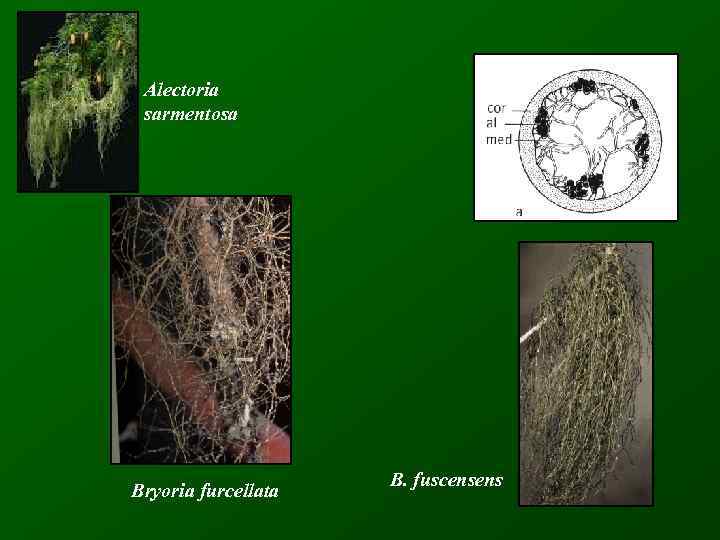 Alectoria sarmentosa Bryoria furcellata B. fuscensens 