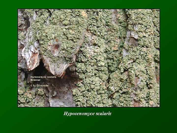 Hypocenomyce scalaris 