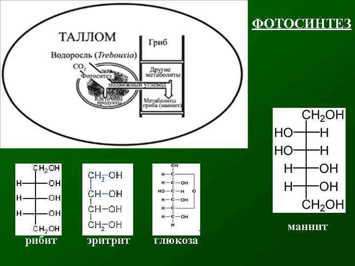 ФОТОСИНТЕЗ маннит рибит эритрит глюкоза 