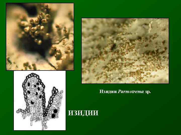 Изидии Parmotrema sp. ИЗИДИИ 