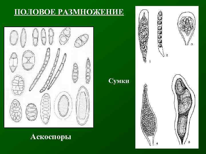 ПОЛОВОЕ РАЗМНОЖЕНИЕ Сумки Аскоспоры 