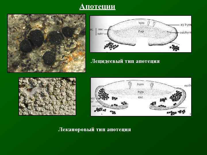 Апотеции Лецидеевый тип апотеция Леканоровый тип апотеция 