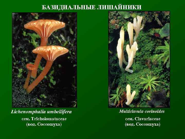 БАЗИДИАЛЬНЫЕ ЛИШАЙНИКИ Lichenomphalia umbellifera сем. Tricholomataceae (вод. Coccomyxa) Multiclavula corinoides сем. Clavariaceae (вод. Coccomyxa)