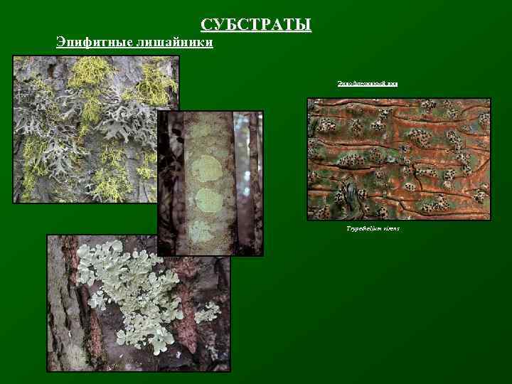 СУБСТРАТЫ Эпифитные лишайники Эндофлеоидный вид Trypethelium virens 