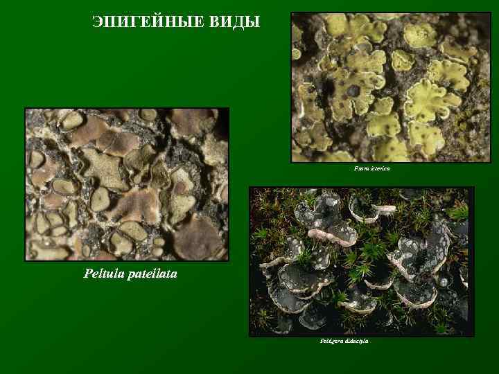 ЭПИГЕЙНЫЕ ВИДЫ Psora icterica Peltula patellata Peltigera didactyla 