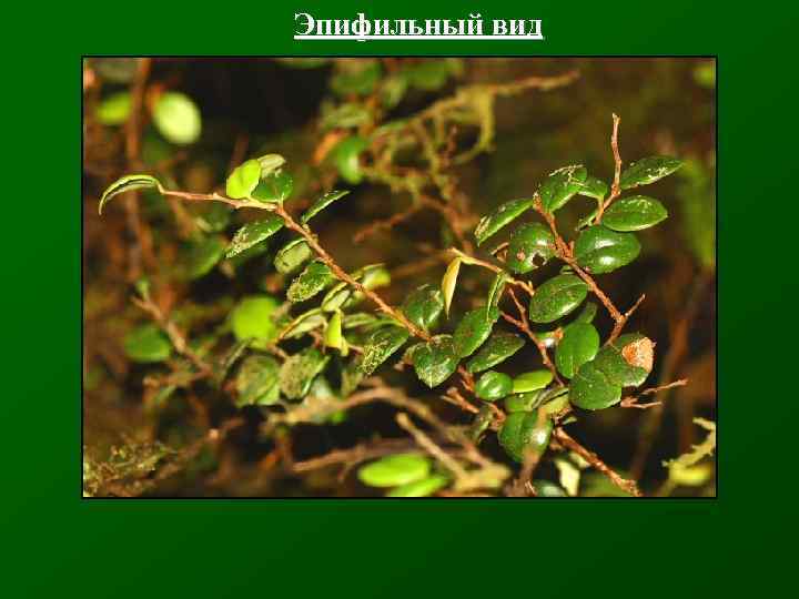 Эпифильный вид 