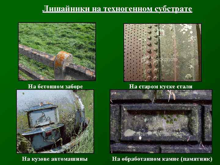 Лишайники на техногенном субстрате На бетонном заборе На старом куске стали На кузове автомашины